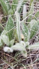 Pilosella aurantiaca