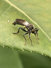 Eudioctria