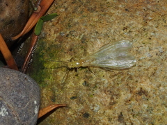 Sweltsa