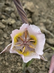 Calochortus persistens