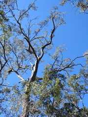 Eucalyptus exserta
