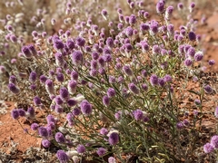 Ptilotus helipteroides