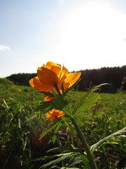 Trollius asiaticus
