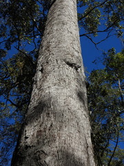 Eucalyptus exserta