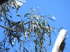 Eucalyptus exserta