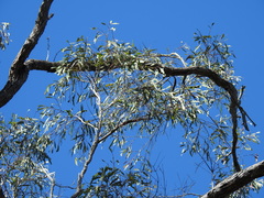 Eucalyptus exserta