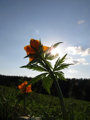 Trollius asiaticus