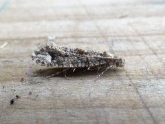 Lysiphragma epixyla