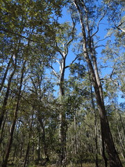 Eucalyptus exserta