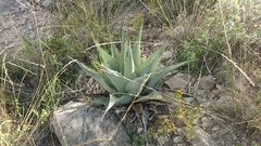 Agave gentryi