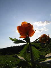 Trollius asiaticus