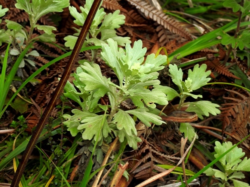 Chrysanthemum morii, photograph 6