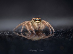Carrhotus viduus