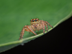 Carrhotus viduus