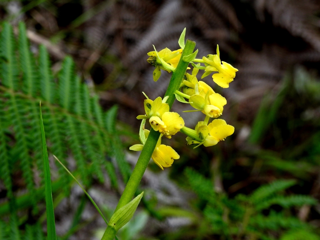 Calanthe davidii