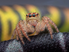 Carrhotus viduus