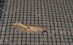 Tineidae