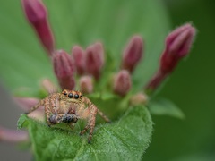 Carrhotus viduus