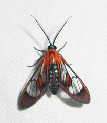 Cosmosoma achemon