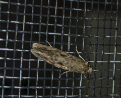 Tineidae