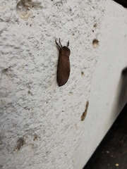 Elhamma australasiae