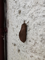 Elhamma australasiae