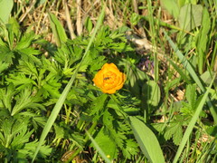 Trollius asiaticus