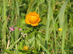 Trollius asiaticus