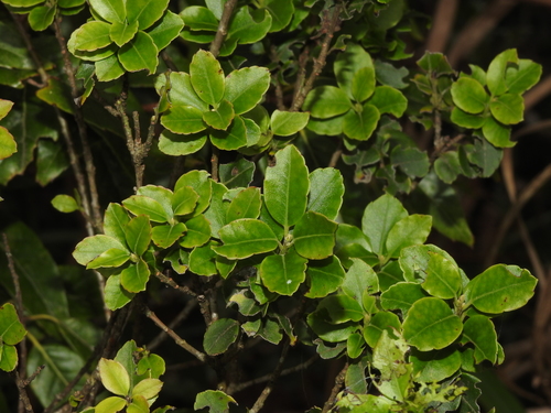 Ilex sugerokii, photograph 3
