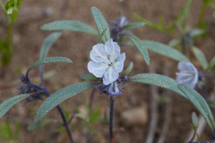 Phacelia pringlei