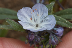Phacelia pringlei