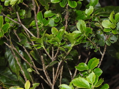 (c) Jacy Chen, some rights reserved (CC BY) Ilex sugerokii, photograph (c) Jacy Chen, some rights reserved (CC BY)