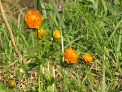 Trollius asiaticus