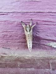 Elhamma australasiae