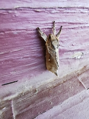 Elhamma australasiae