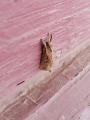 Elhamma australasiae