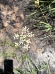 Perideridia parishii latifolia