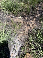 Perideridia parishii latifolia