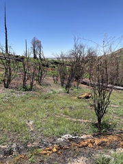 Perideridia parishii latifolia