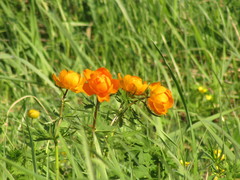 Trollius asiaticus