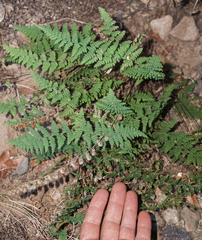 Myriopteris wootonii