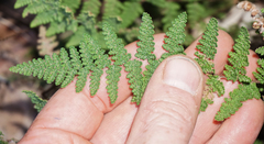 Myriopteris wootonii