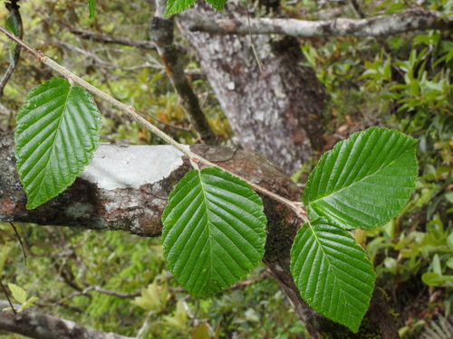 Image of Alniaria alnifolia by (c) Jacy Chen, some rights reserved (CC BY)
