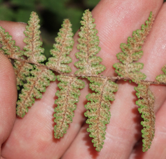 Myriopteris wootonii