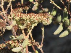 Crassula mesembryanthoides mesembryanthoides