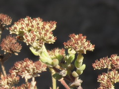 Crassula mesembryanthoides mesembryanthoides
