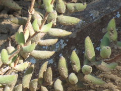 Crassula mesembryanthoides mesembryanthoides