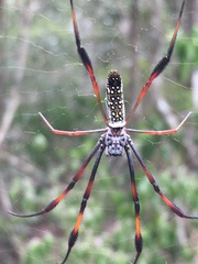 Trichonephila inaurata