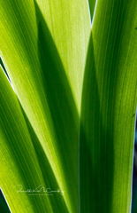 Iris domestica