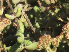 Crassula mesembryanthoides mesembryanthoides